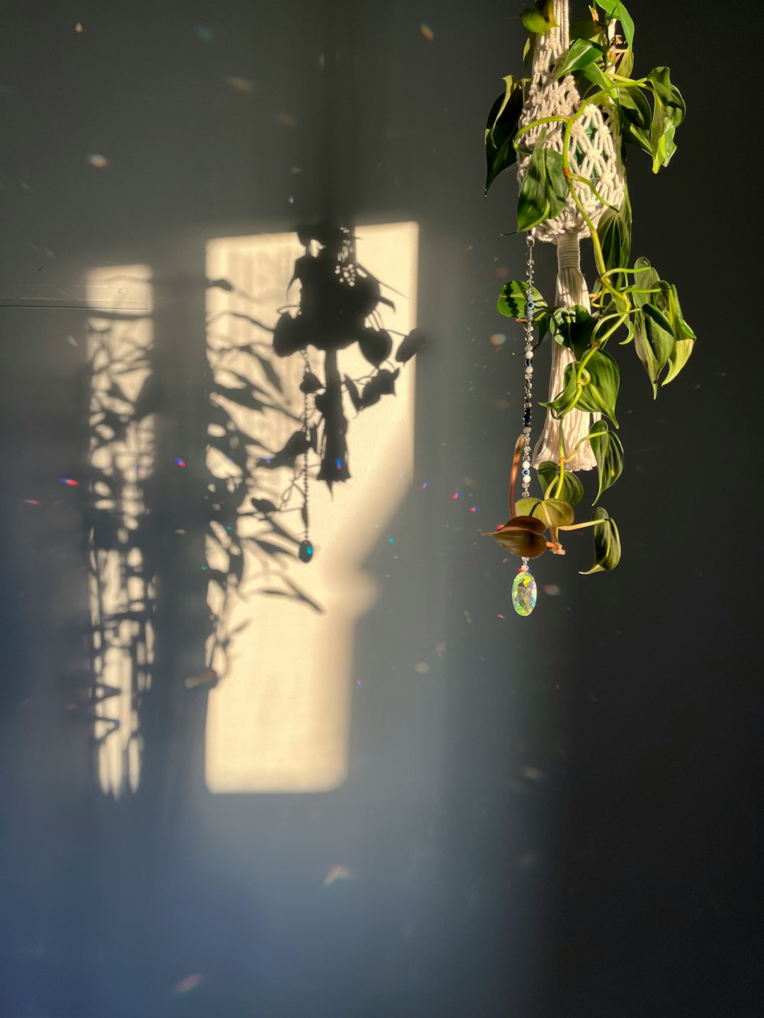 Green plant in a macrame hanger casts leaf shadows on wall.