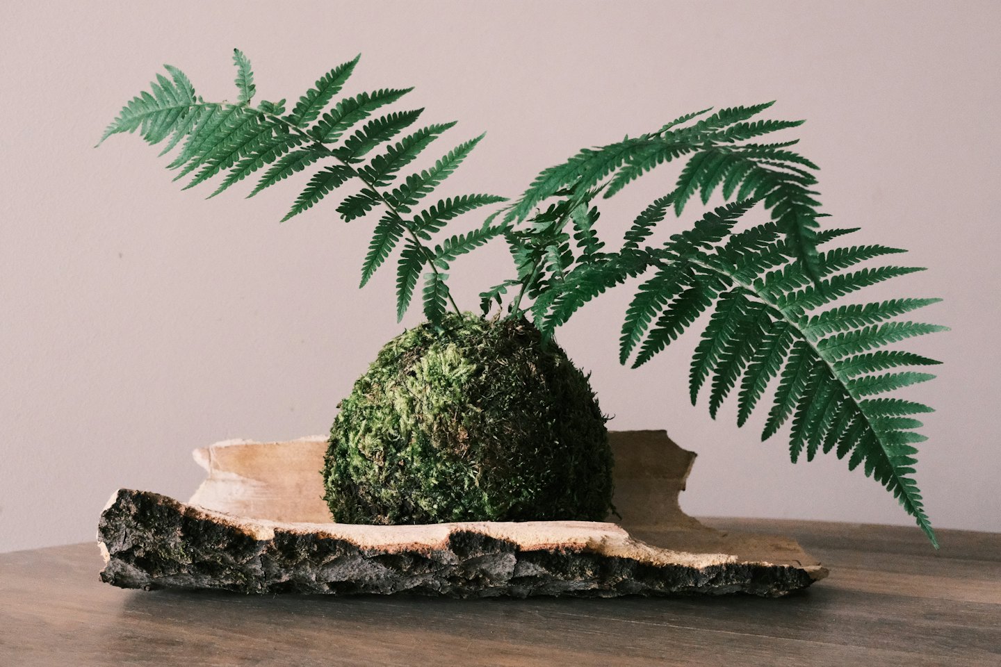 Green fern grows from moss ball kokedama on a wooden table.