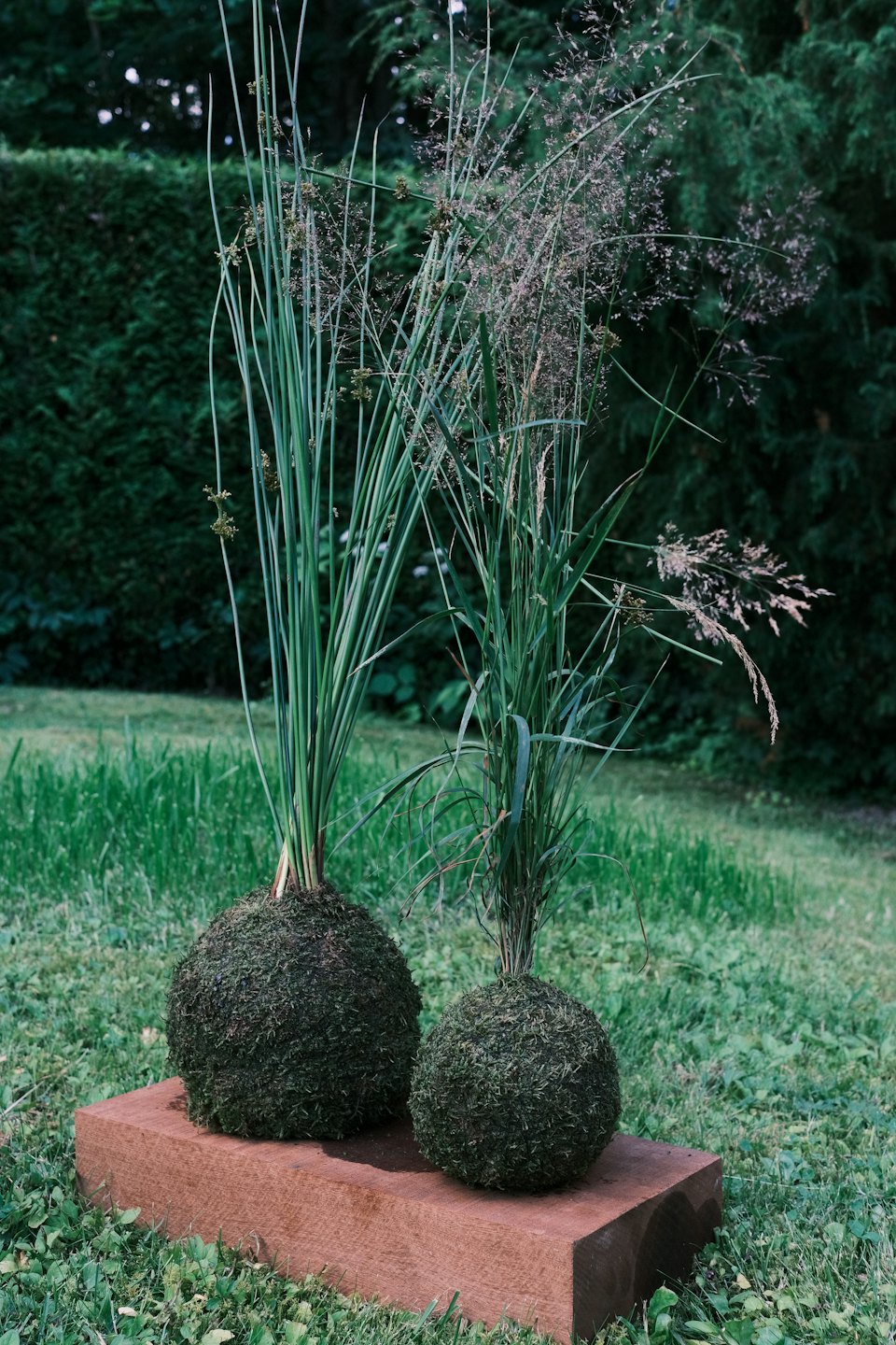 Two kokedama plants rest on a reddish-brown wooden block.