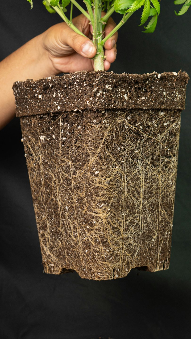 A hand holds a small plant with visible fibrous roots.