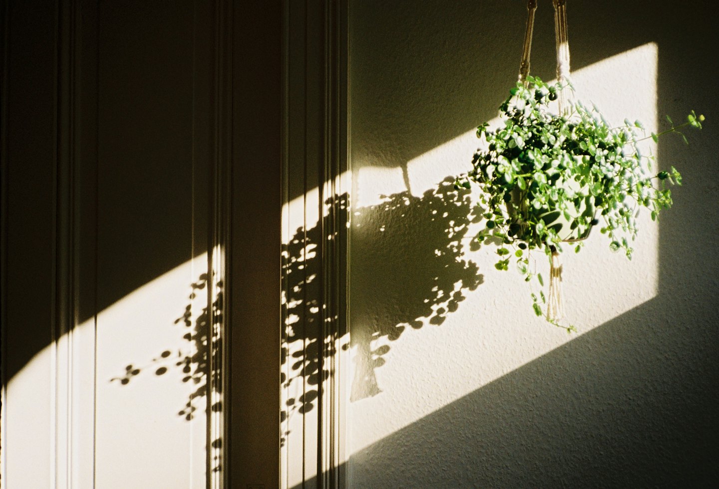 Green hanging plant in macrame holder casts leaf shadows on wall.