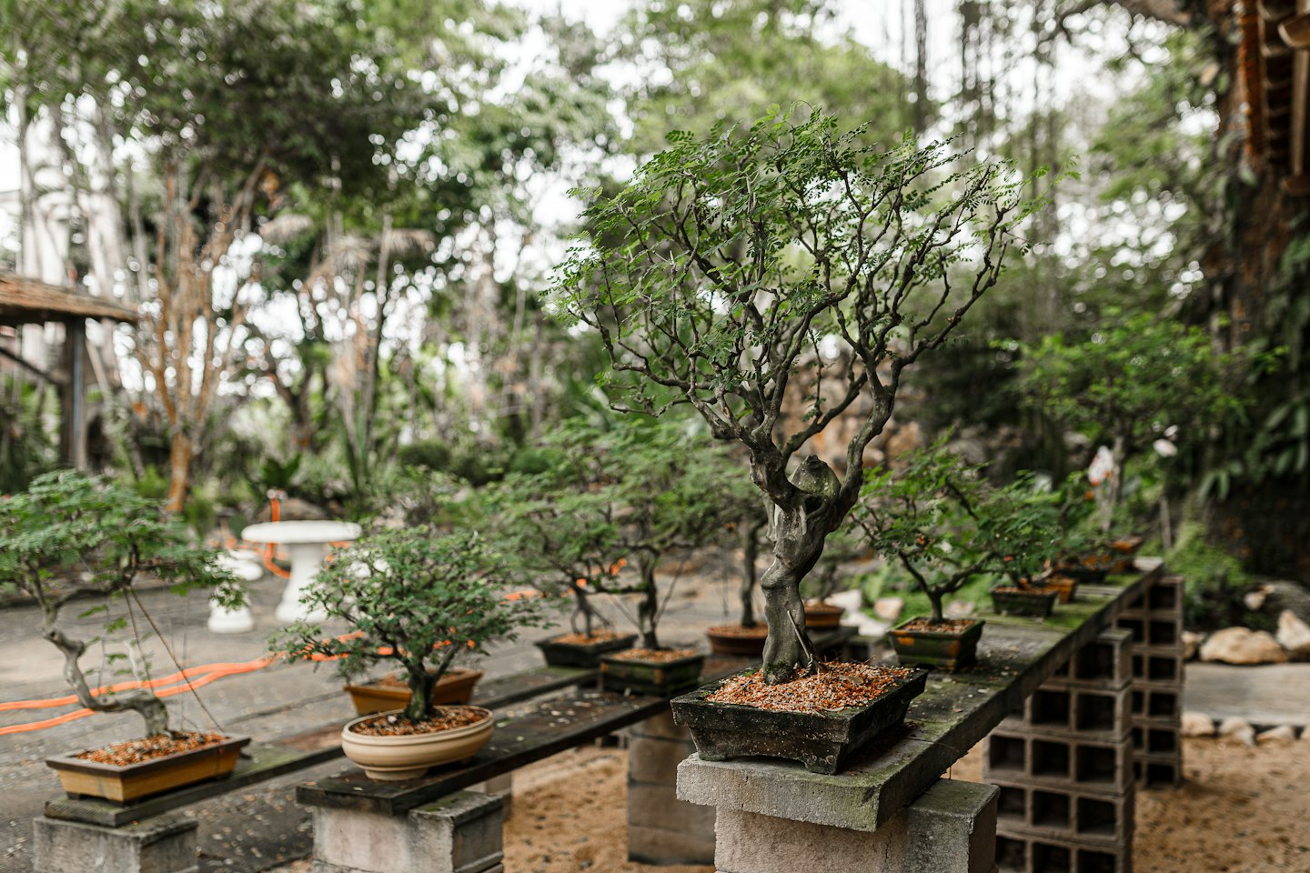Bonsai trees displayed on wooden shelving in an outdoor garden.