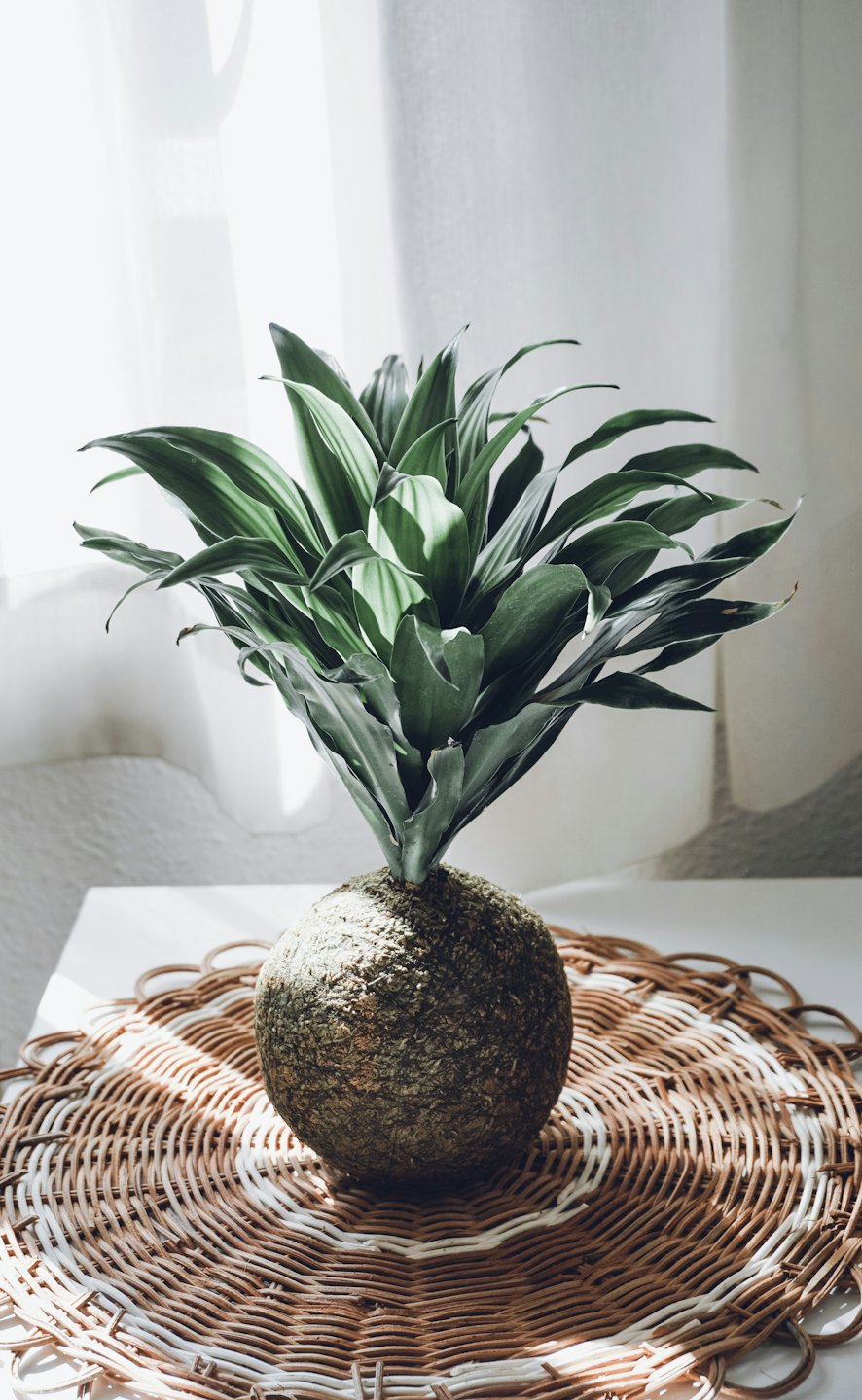 A kokedama plant with green leaves on a wicker mat.